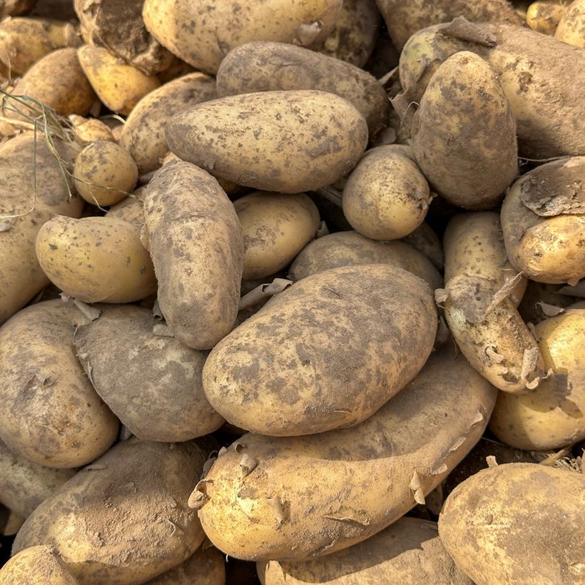 Pommes de terre Spunta - Solanum tuberosum (Harvest)