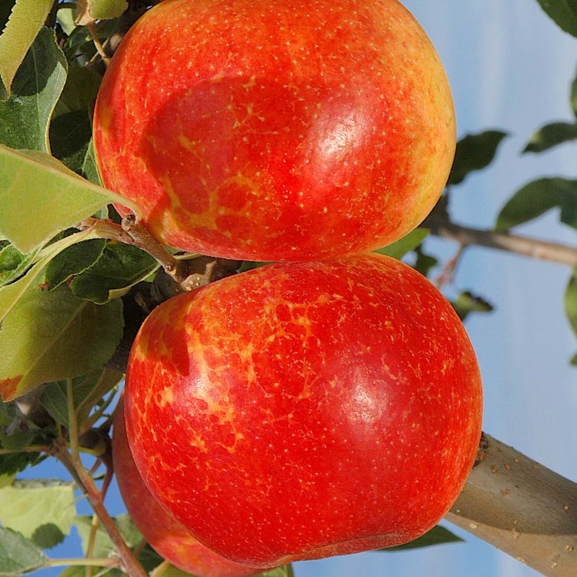 Pommier Antares (Harvest)