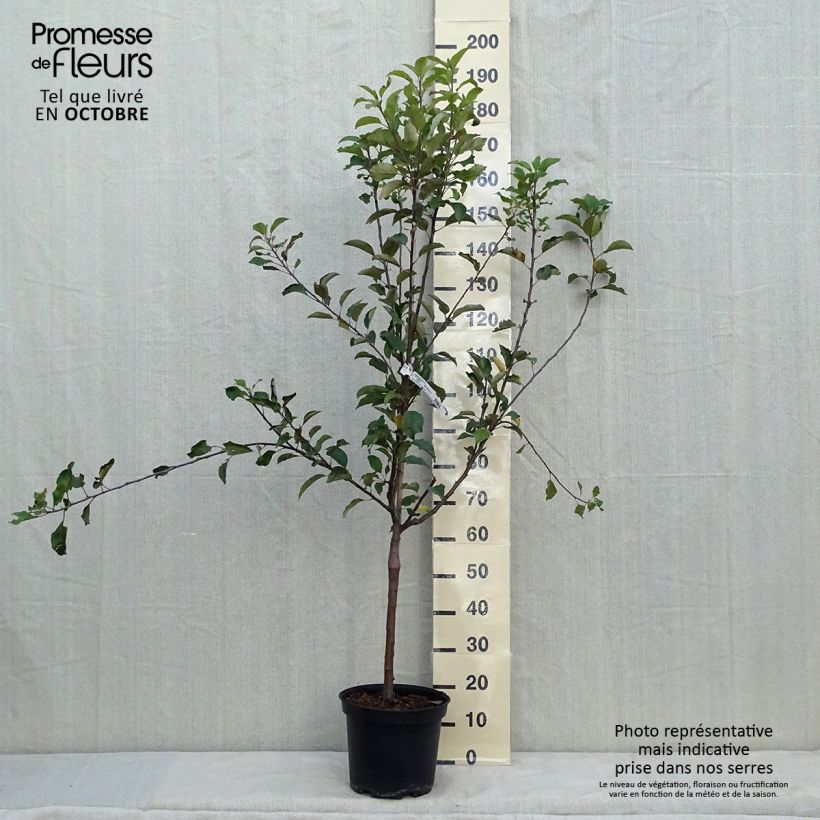 Example of Pommier Antares Pot de 7,5L/10L, Gobelet as you get in automne