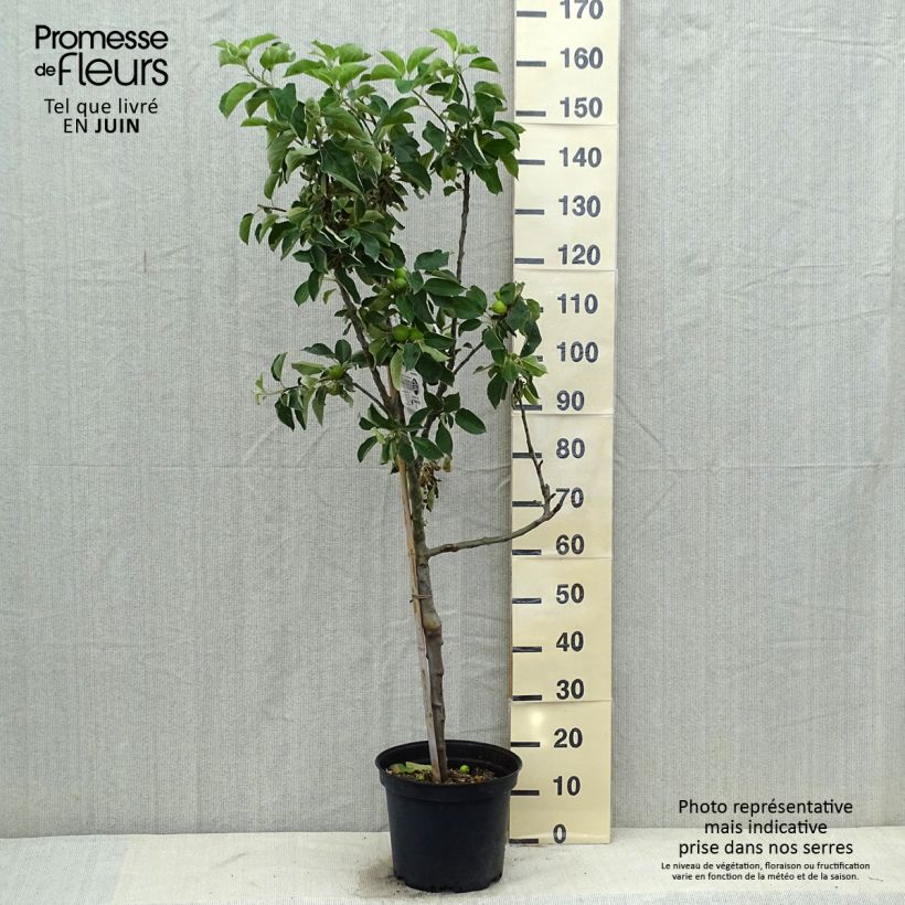 Example of Pommier Api Etoilé Pot de 7,5L/10L, Gobelet as you get in ete