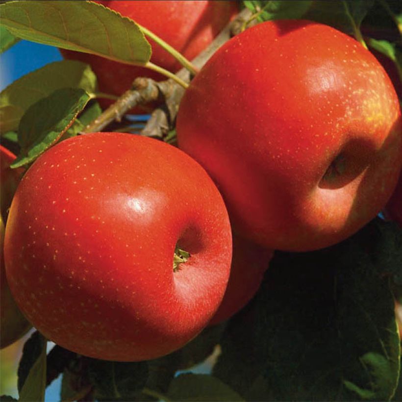 Pommier Ariane (Harvest)