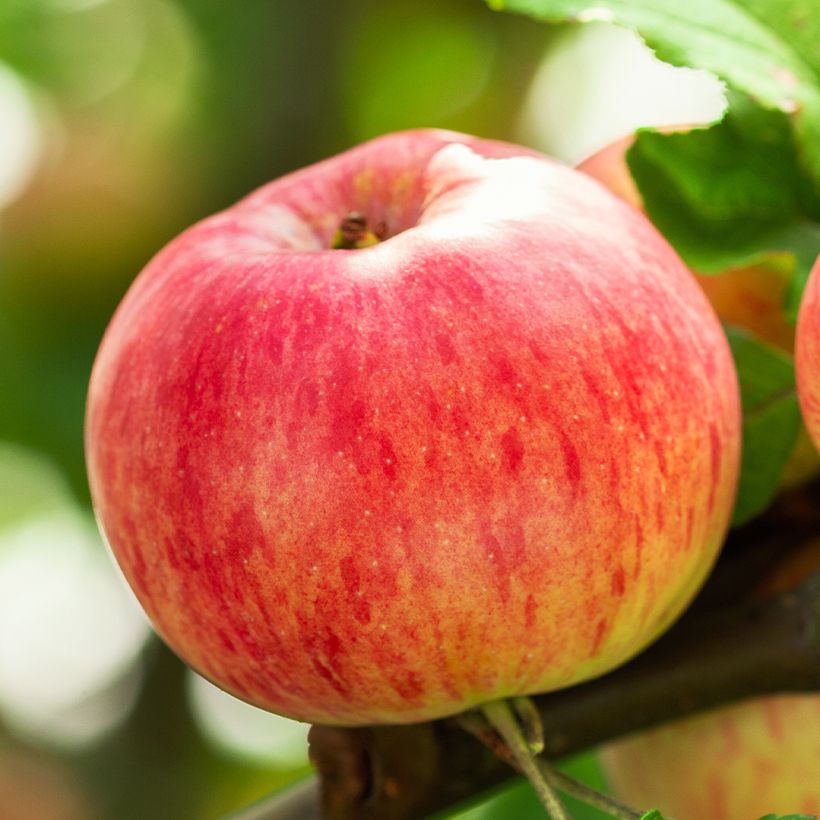 Pommier Astrakan Rouge Bio (Harvest)