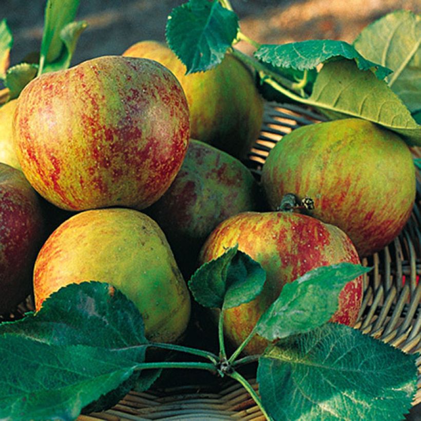 Pommier Belle de Boskoop (Harvest)