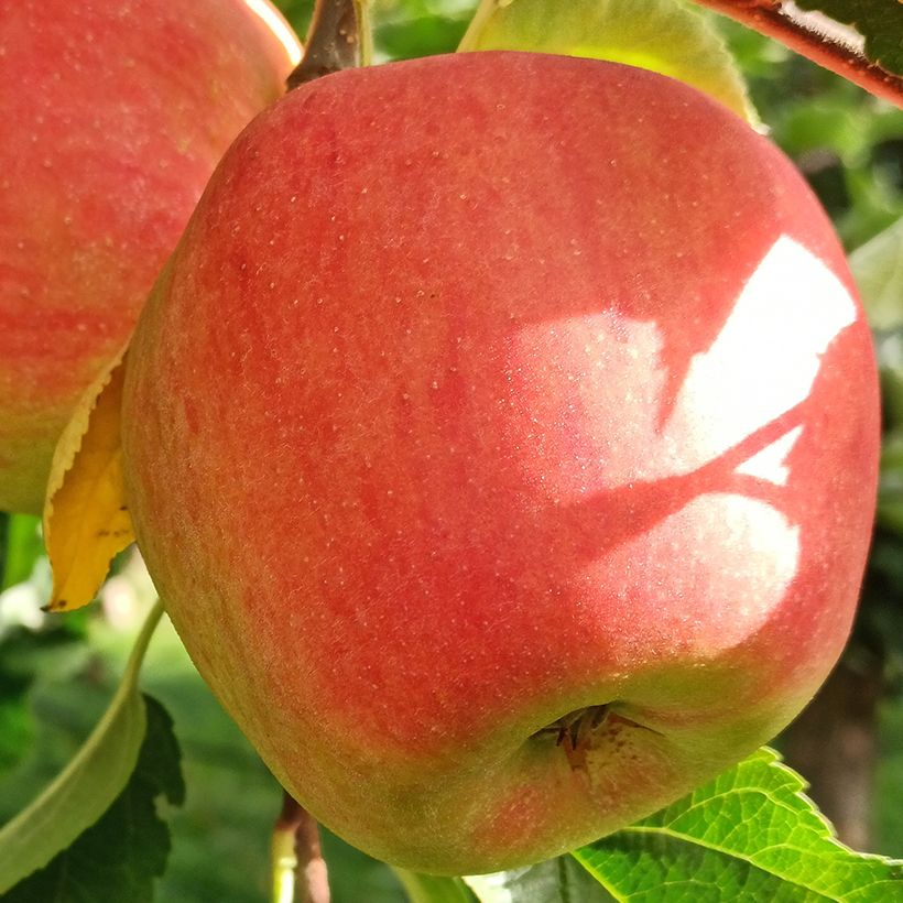 Pommier Belle fille de l'Indre Bio (Harvest)