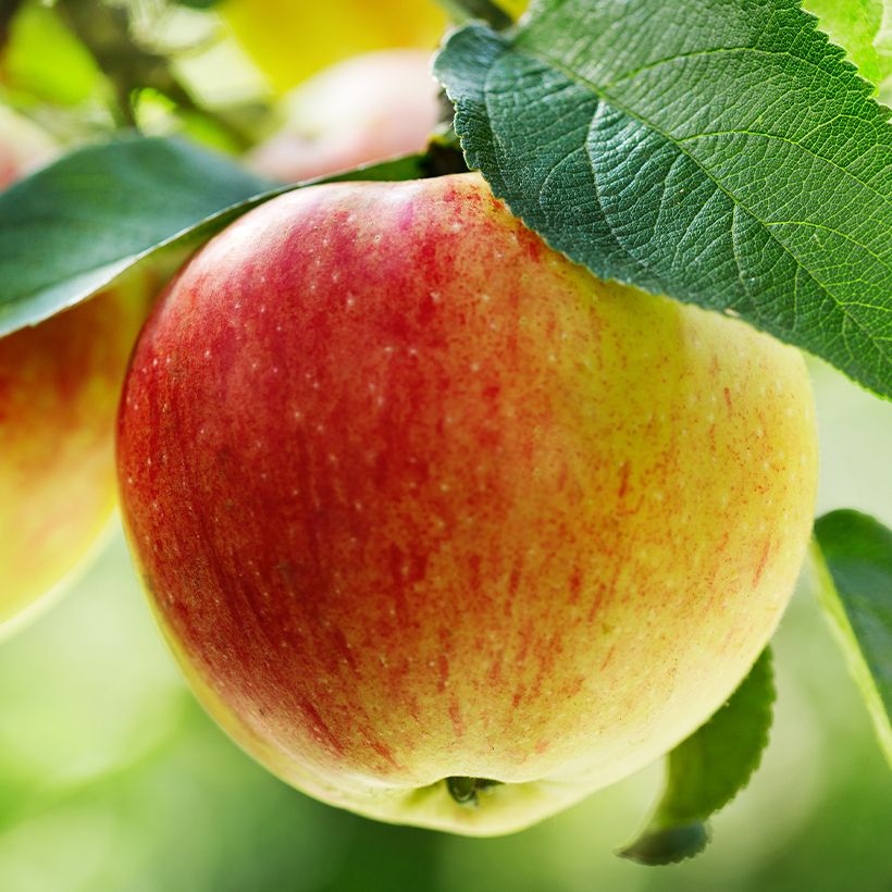 Pommier Belle Fille de la Creuse Bio (Harvest)
