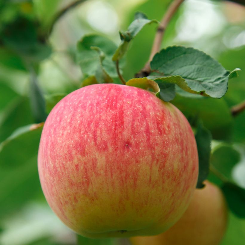 Pommier Bénédictin ou Reinette Normande Bio (Harvest)