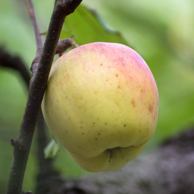 Pommier Bon père (Harvest)