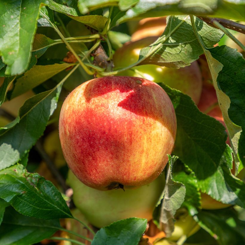 Pommier Bondon Bio (Harvest)