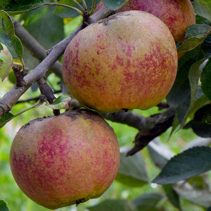Pommier Chailleux - Drap d’Or - Reinette de Melesse (Harvest)