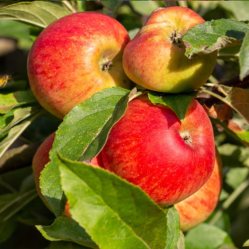 Pommier Châtaignier Bio (Harvest)
