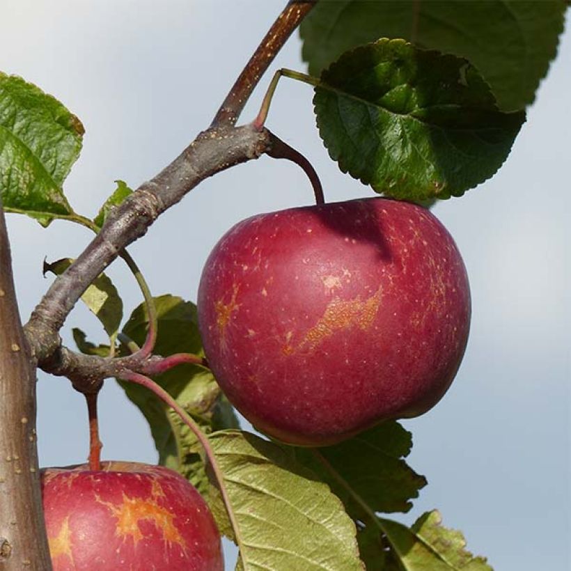 Pommier Choupette (Harvest)