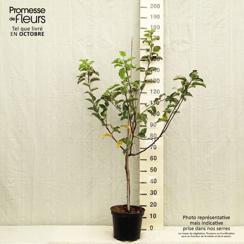 Example of Pommier Choupette Pot de 7,5L/10L, Gobelet as you get in automne