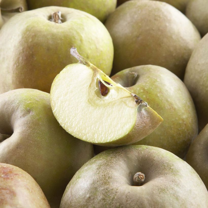 Pommier Court Pendu Bio (Harvest)