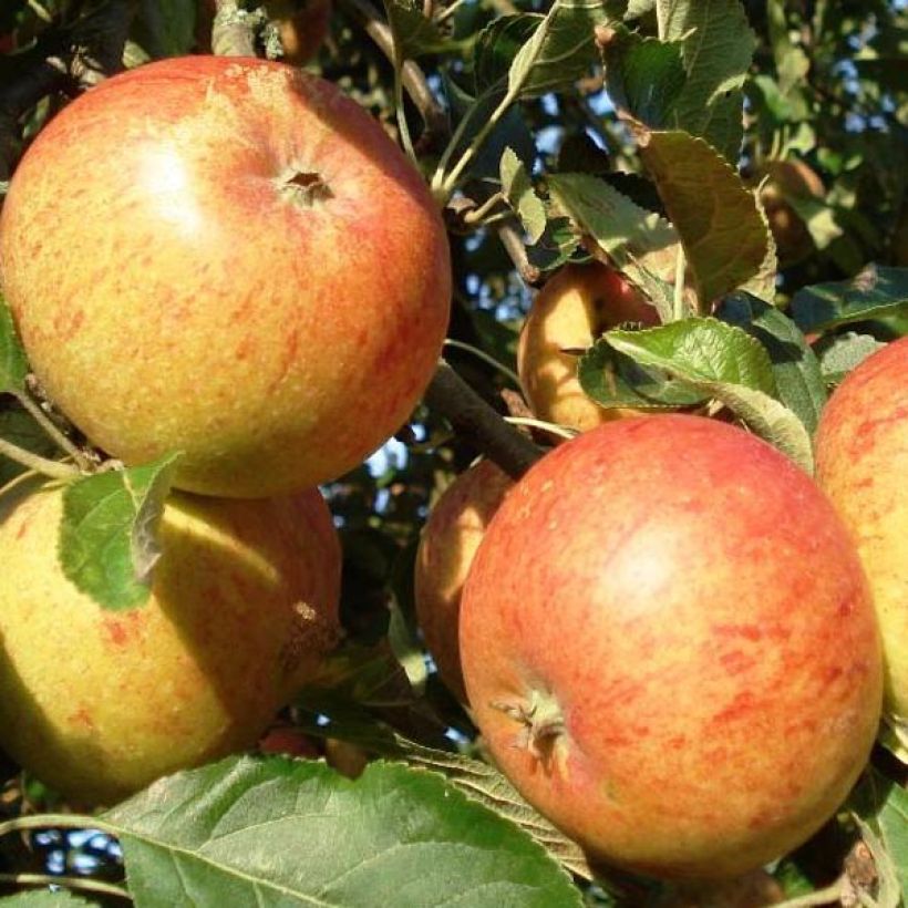 Pommier Cox's Orange Pippin (Harvest)