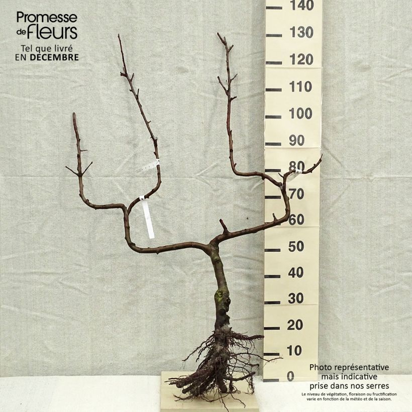 Example of Pommier Divine - Georges Delbard Grandes Racines nues, Palmette double U as you get in hiver