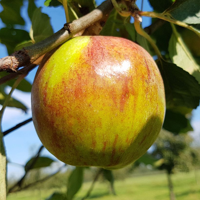 Pommier Double Belle Fleur (Harvest)