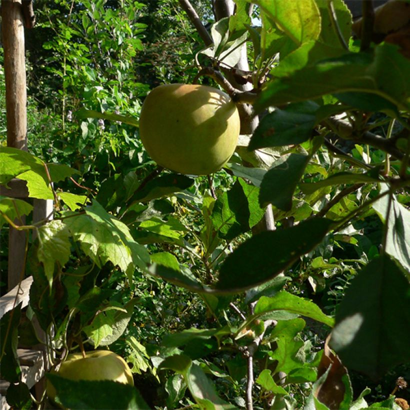Pommier Elstar (Harvest)