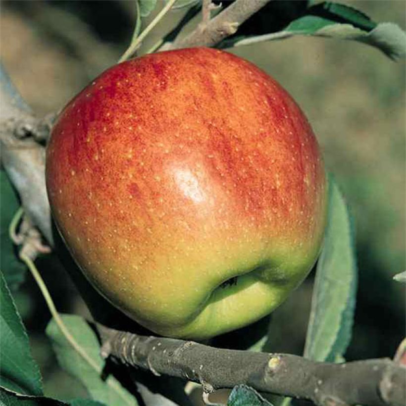 Pommier Fuji (Harvest)