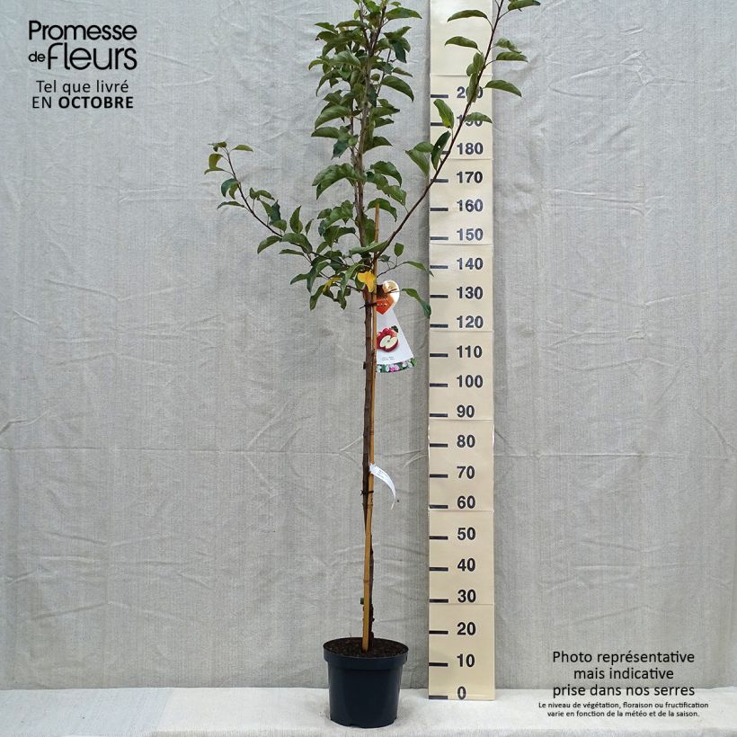 Example of Pommier Gala Pot de 7,5L/10L, Demi-Tige as you get in automne