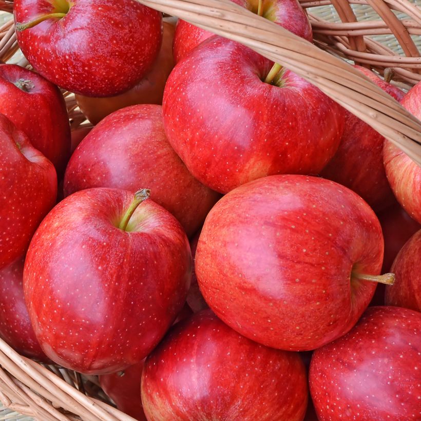 Pommier Gala (Harvest)