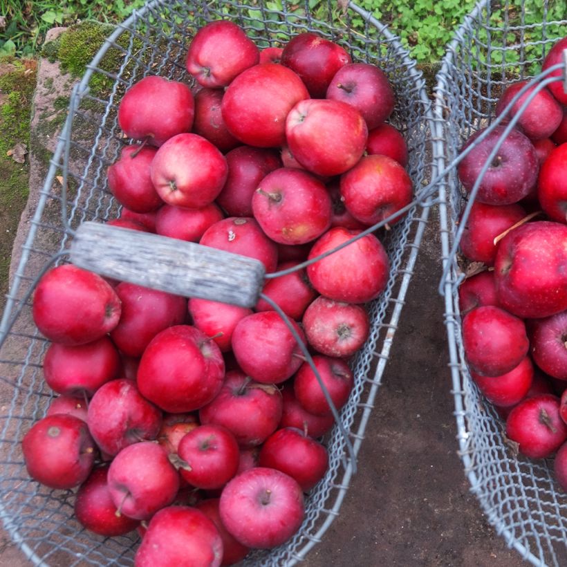 Pommier Gloster (Harvest)