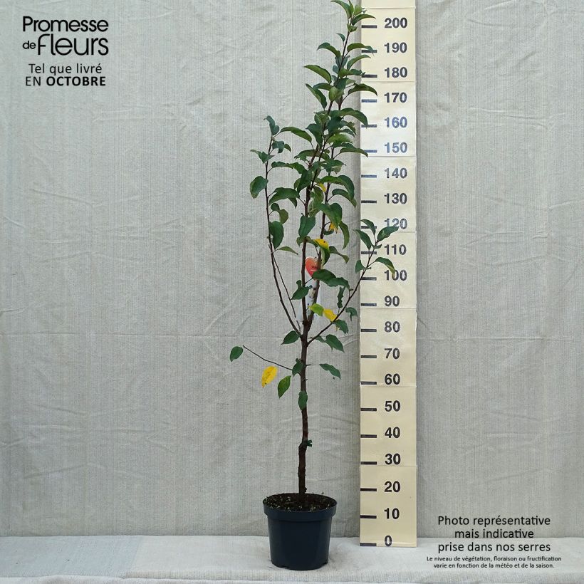 Example of Pommier Gloster Pot de 7,5L/10L, Gobelet as you get in automne