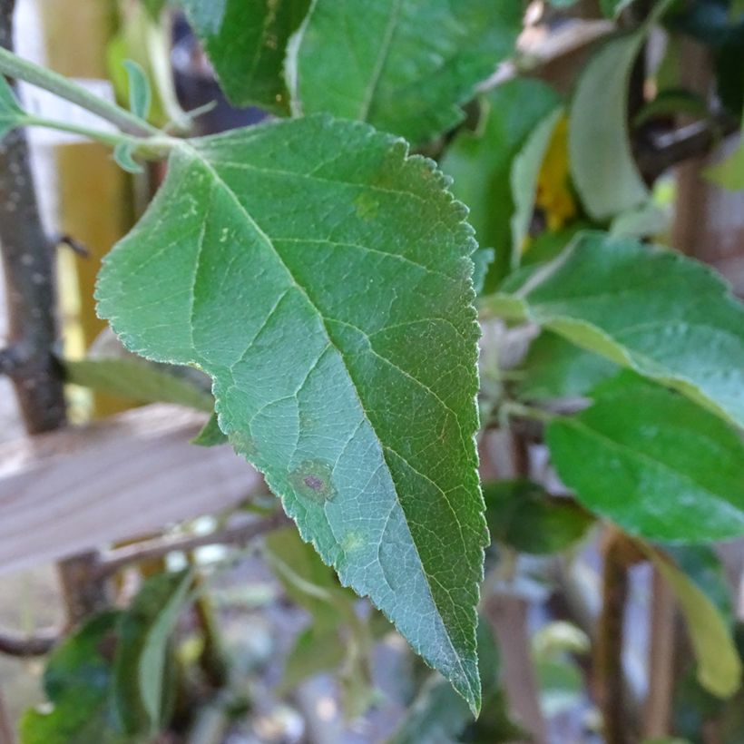 Pommier Golden Delicious (Foliage)