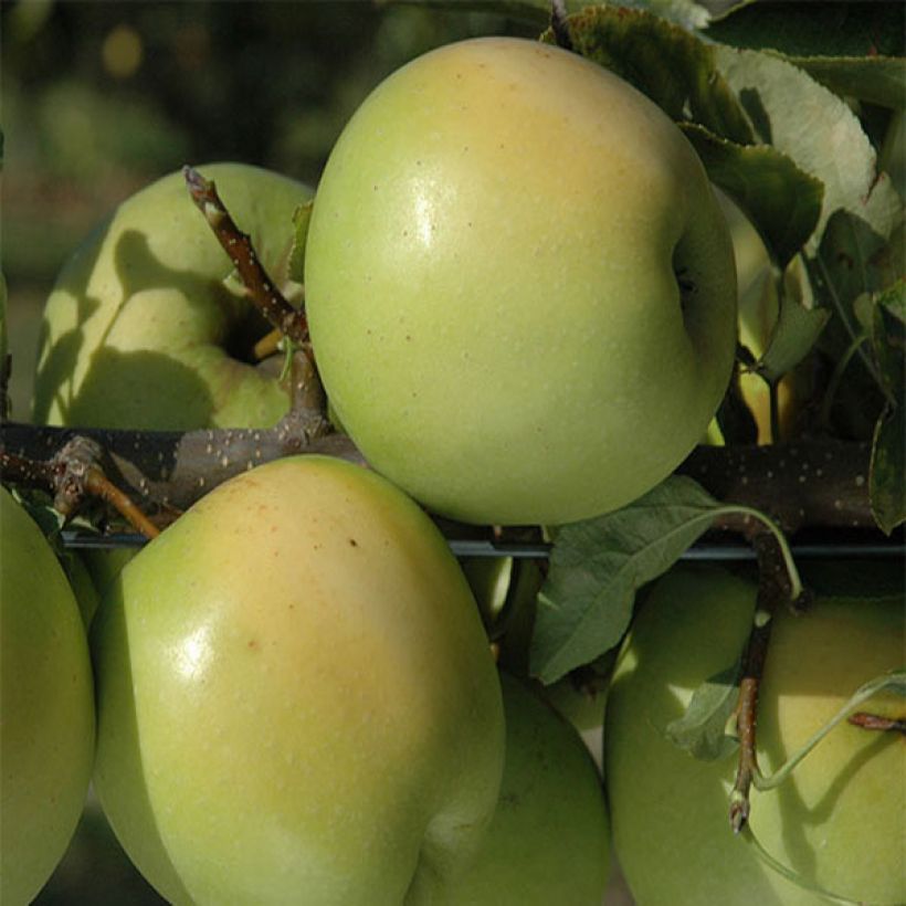Pommier Golden Delicious (Harvest)