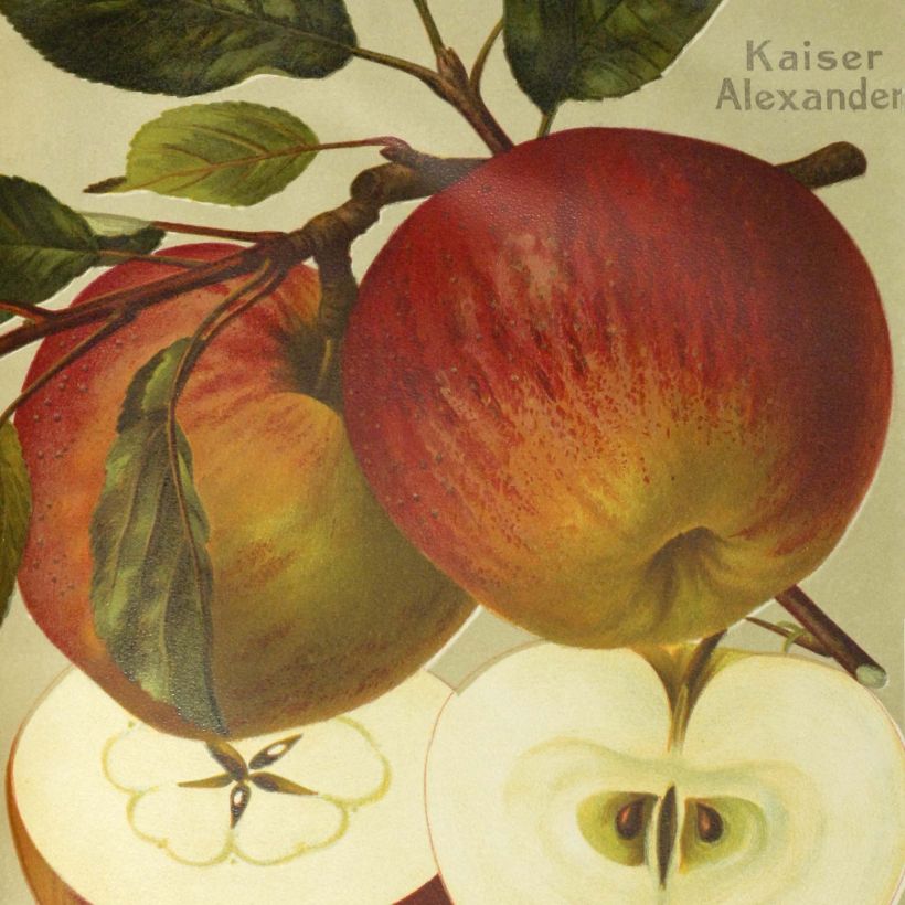 Pommier Grand Alexandre (Harvest)