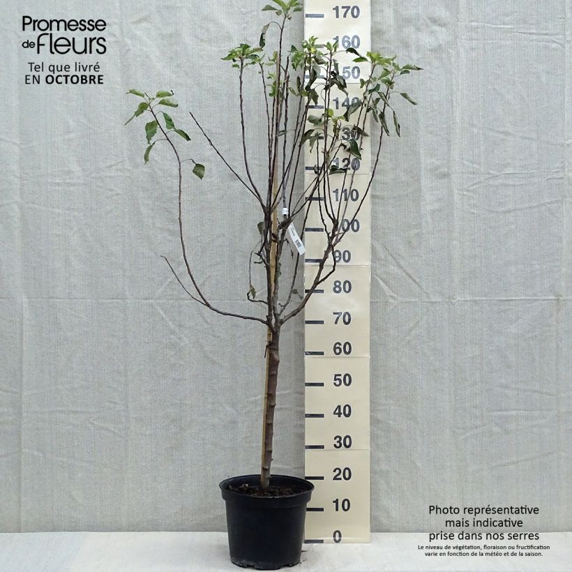 Example of Pommier Grand Alexandre Pot de 7,5L/10L, Gobelet as you get in automne