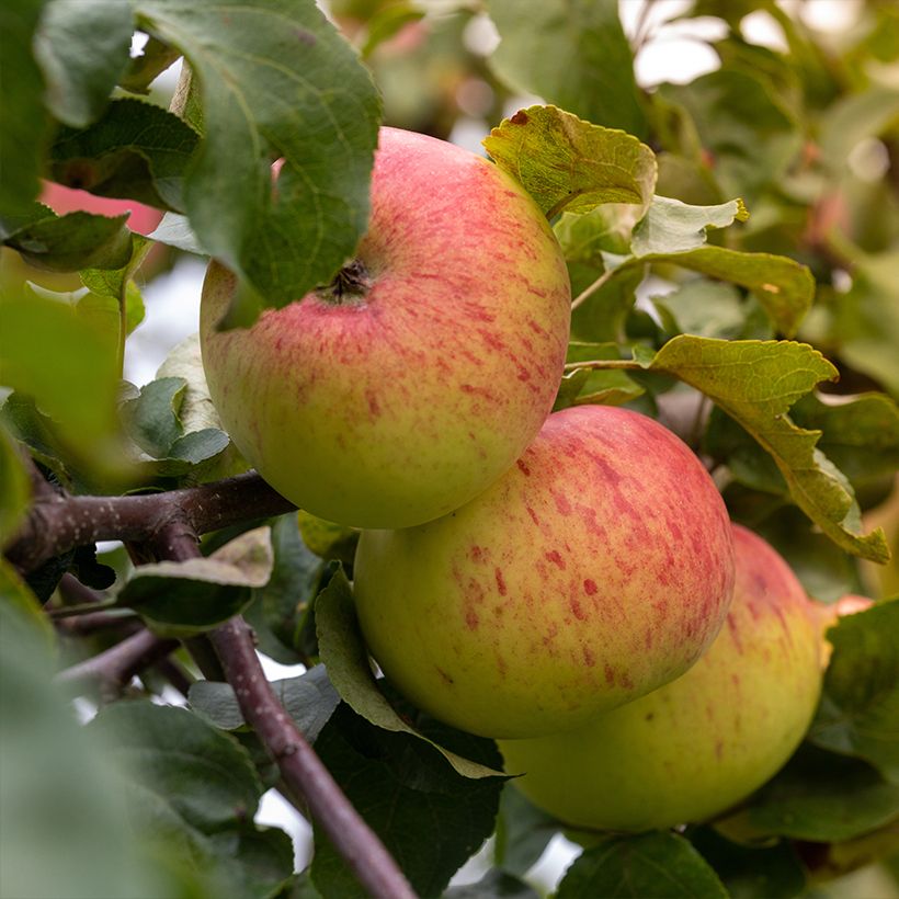 Pommier Grand-mère Bio - Reinette Grand-mère   (Harvest)