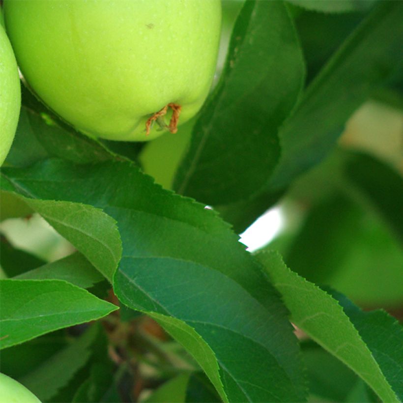 Pommier Granny Smith (Foliage)