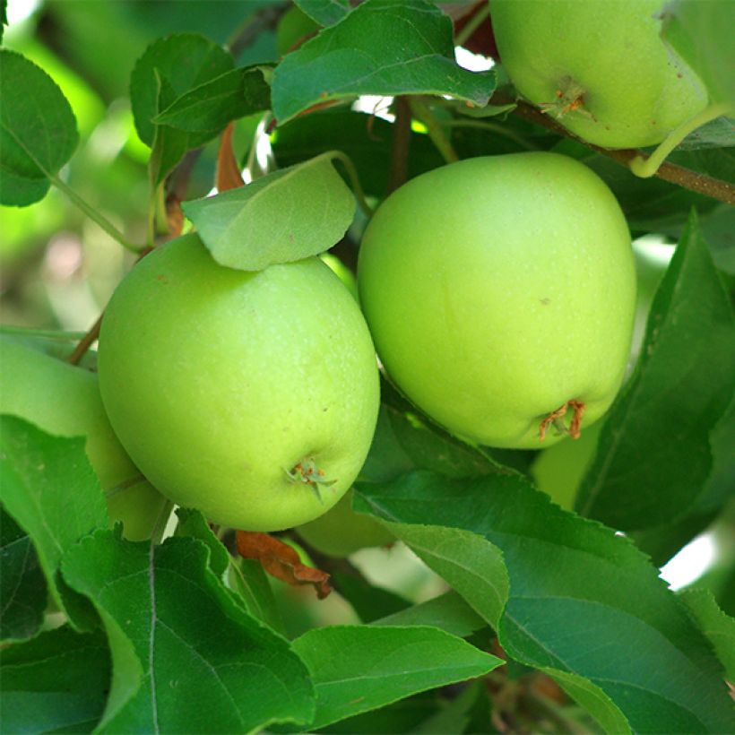 Pommier Granny Smith (Harvest)