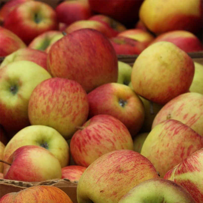 Pommier Gravenstein (Harvest)