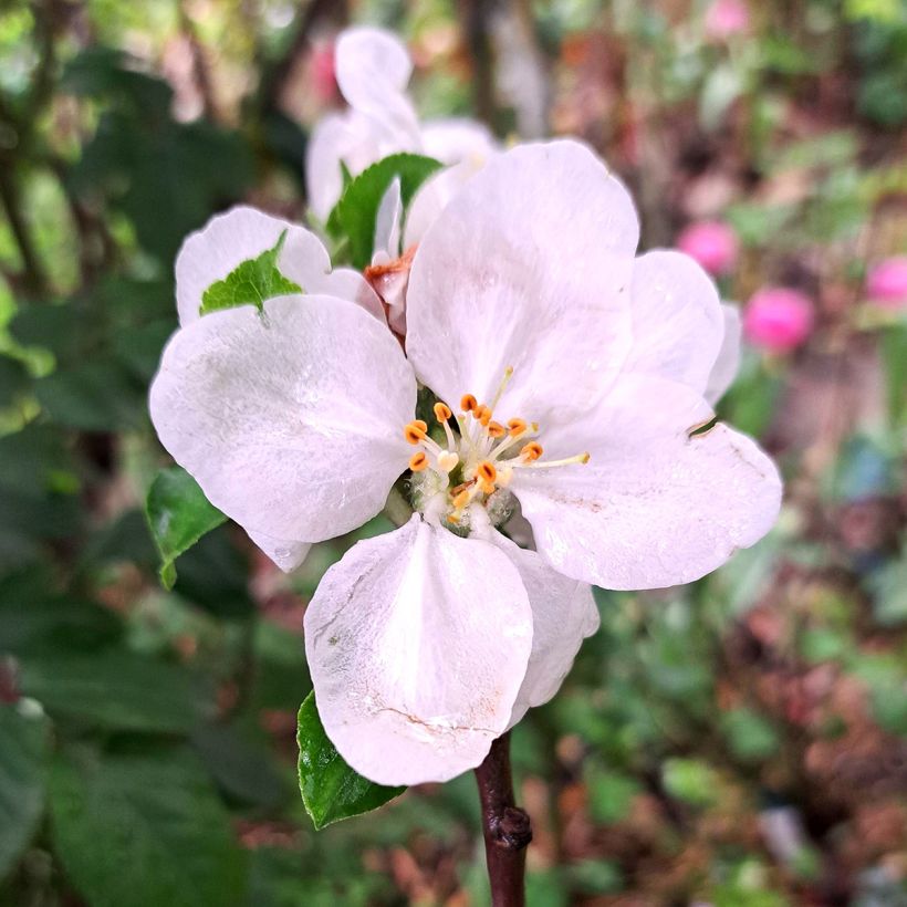 Pommier Gravenstein (Flowering)