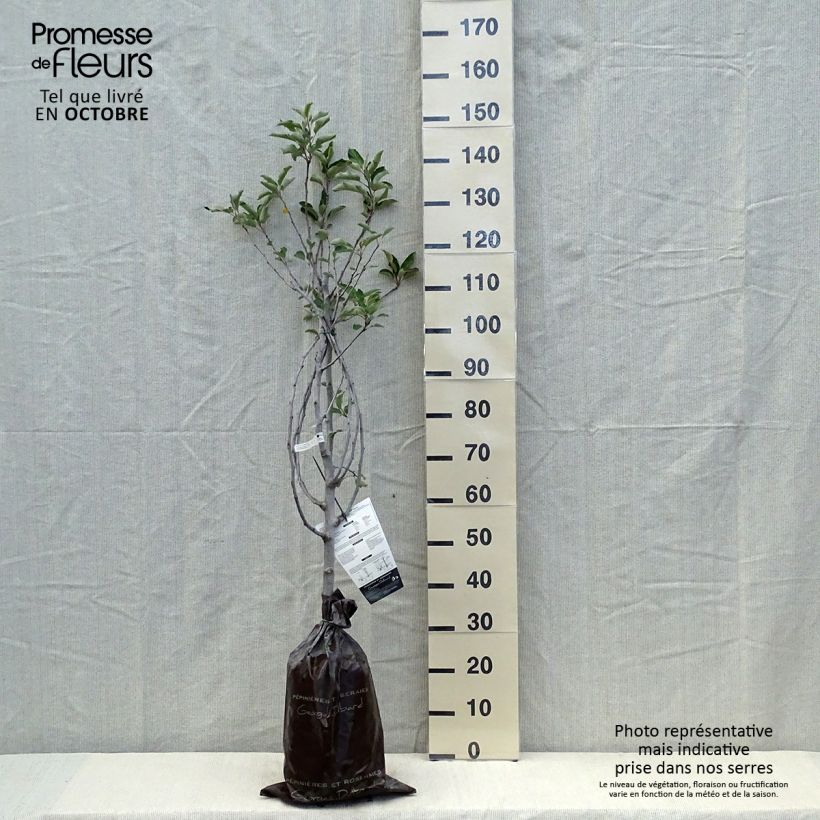 Example of Pommier Harmonie - Georges Delbard Motte "Prêt-à-planter", Gobelet as you get in automne