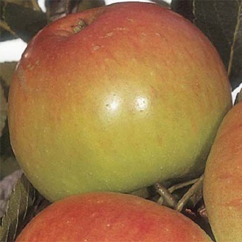Pommier James Grieve (Harvest)