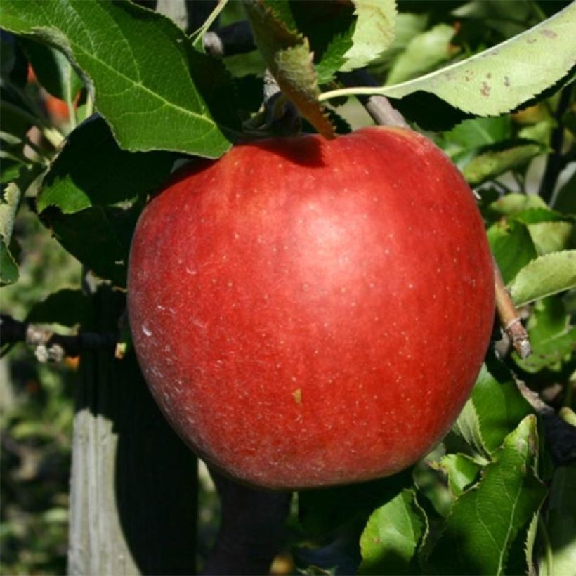 Pommier Jonagold (Harvest)