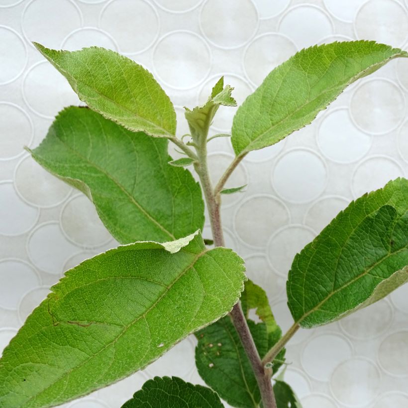Pommier Jonagold (Foliage)