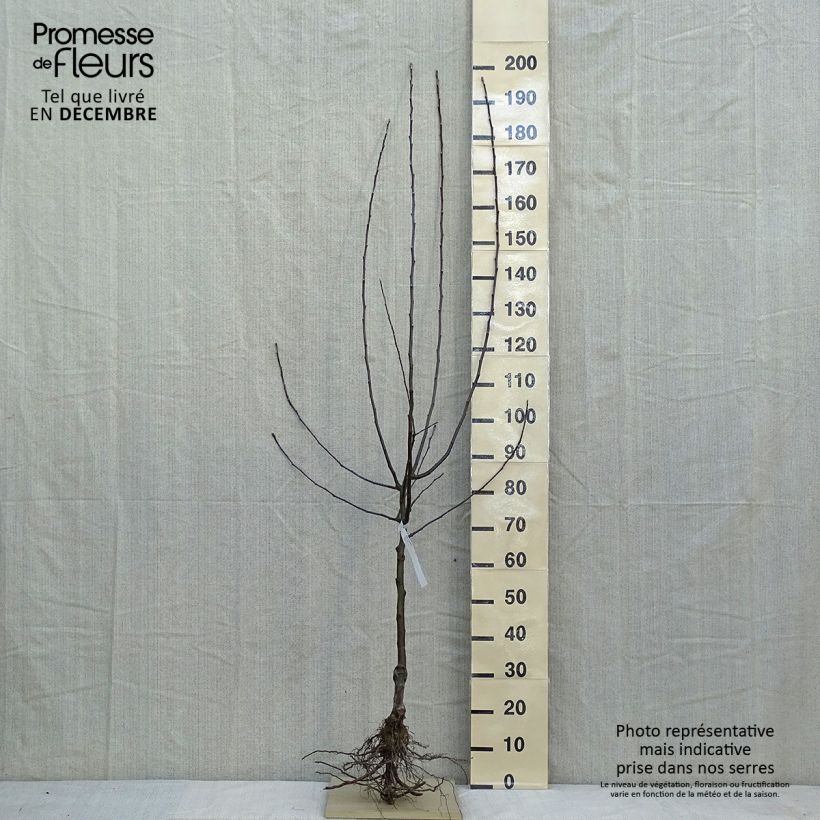 Example of Pommier Jonathan Grandes Racines nues, Demi-Tige as you get in hiver