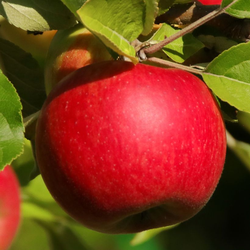 Pommier Jonathan (Harvest)