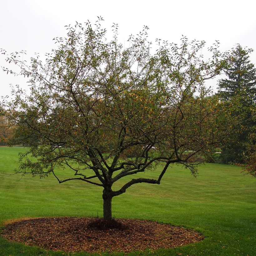 Pommier d'ornement - Malus Sugar Tyme (Plant habit)
