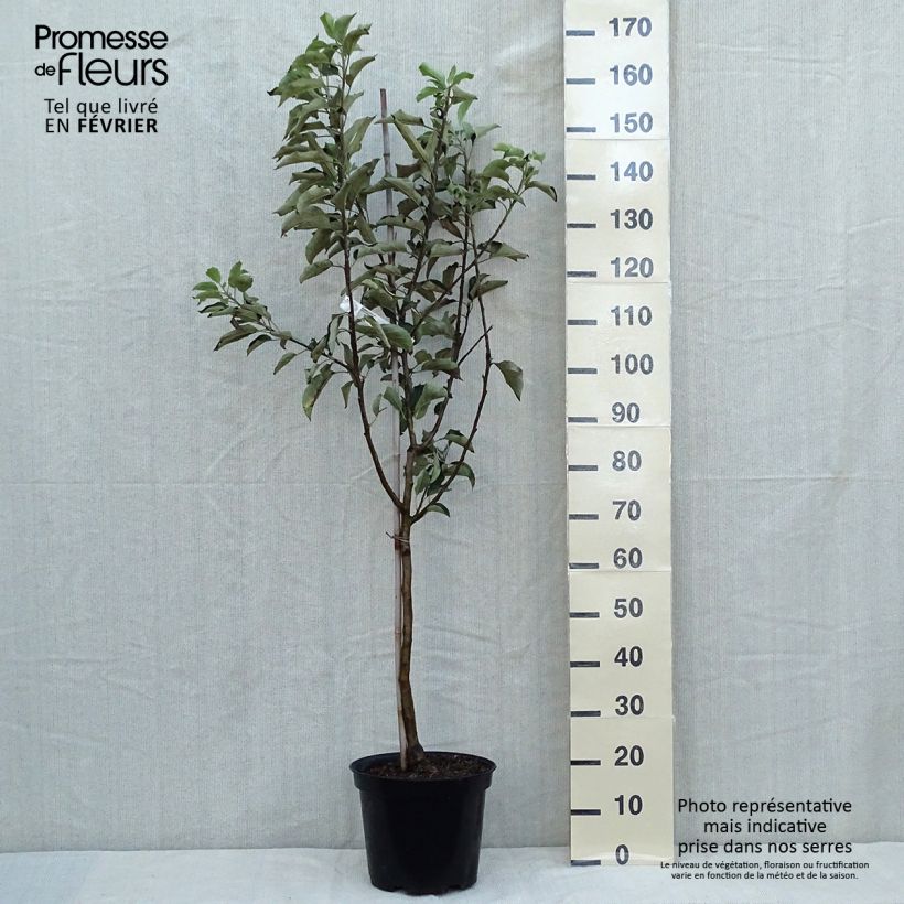 Example of Pommier Idared - Malus domestica Pot de 7,5L/10L, Gobelet as you get in automne