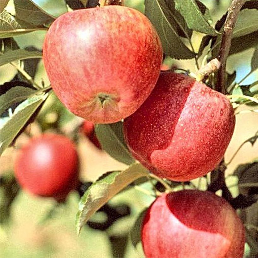 Pommier Melrose (Harvest)