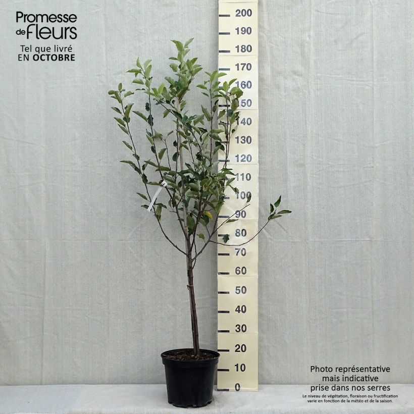 Example of Pommier Melrose Pot de 7,5L/10L, Gobelet as you get in automne