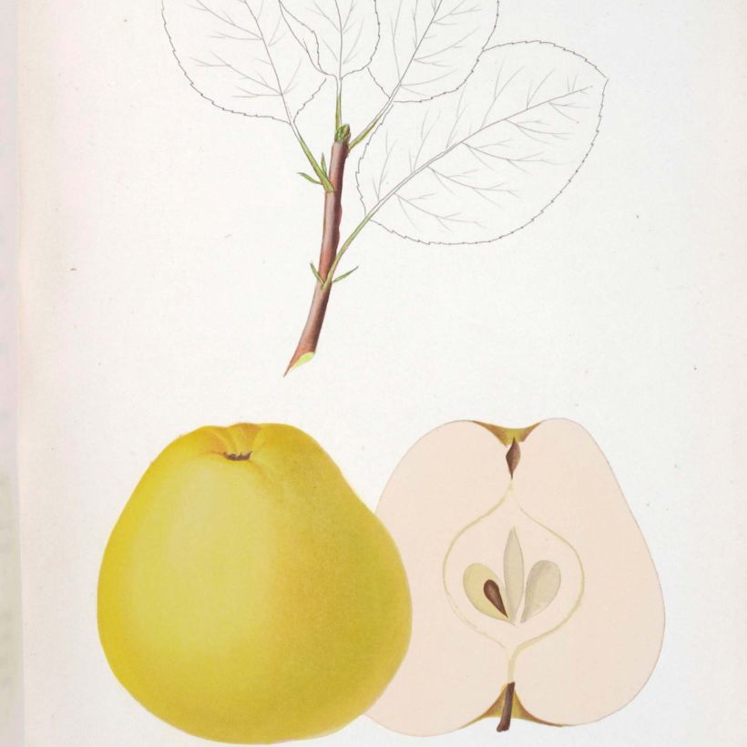 Pommier Museau de Lièvre (Harvest)
