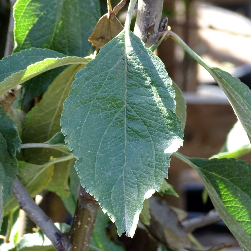 Pommier Museau de Lièvre (Foliage)