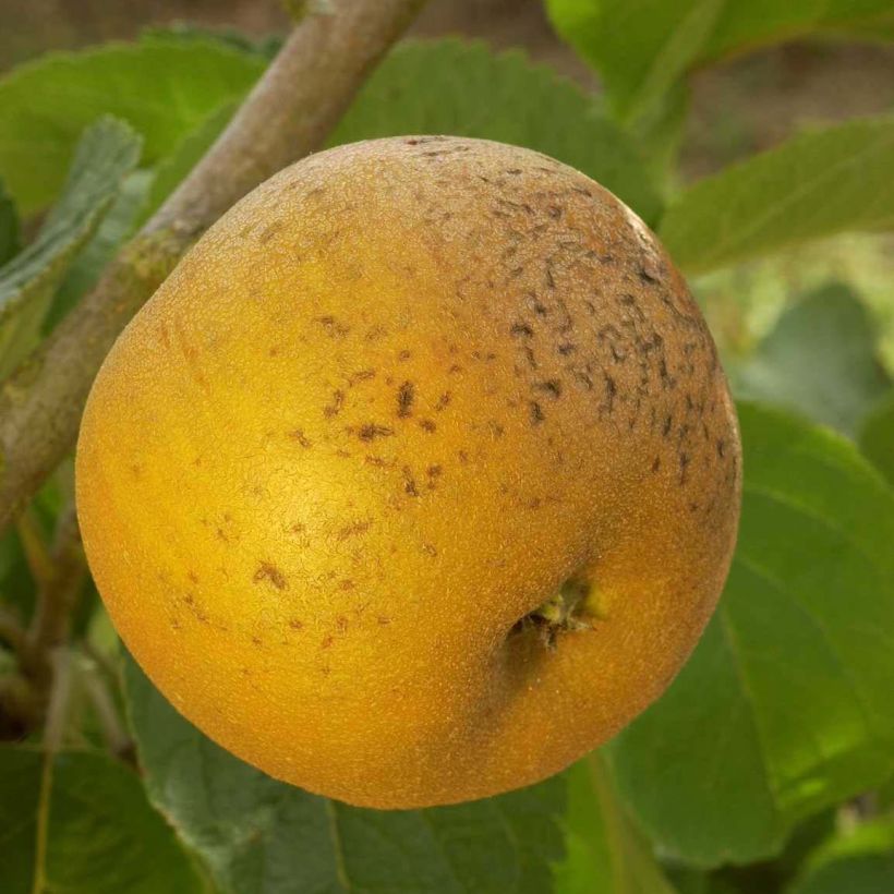 Pommier Patte de Loup (Harvest)