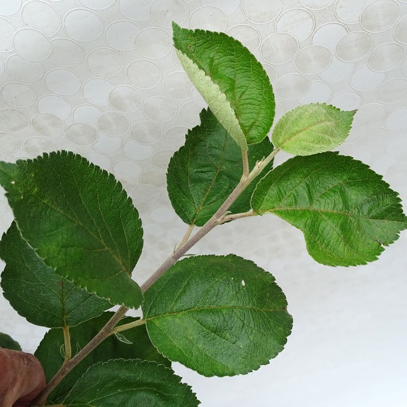 Pommier Rambour d'Hiver  (Foliage)