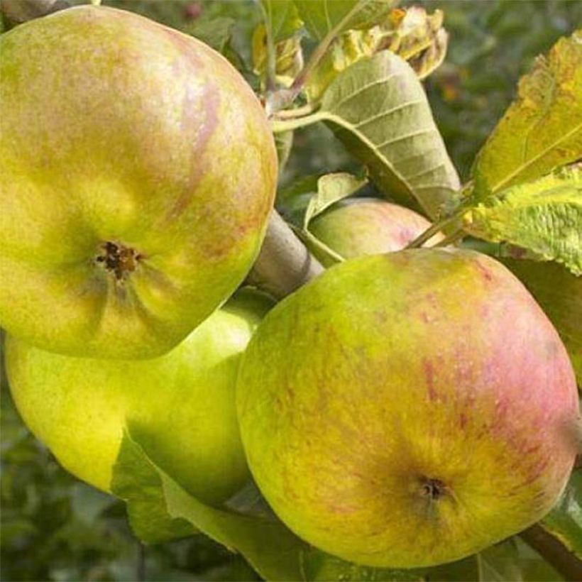 Pommier Rambour d'Hiver  (Harvest)